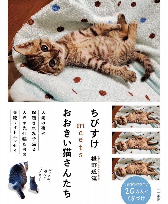 ちびすけmeetsおおきい猫さんたち (単行本)